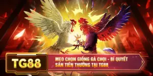 Mẹo Chọn Giống Gà Chọi - Bí Quyết Săn Tiền Thưởng Tại TG88